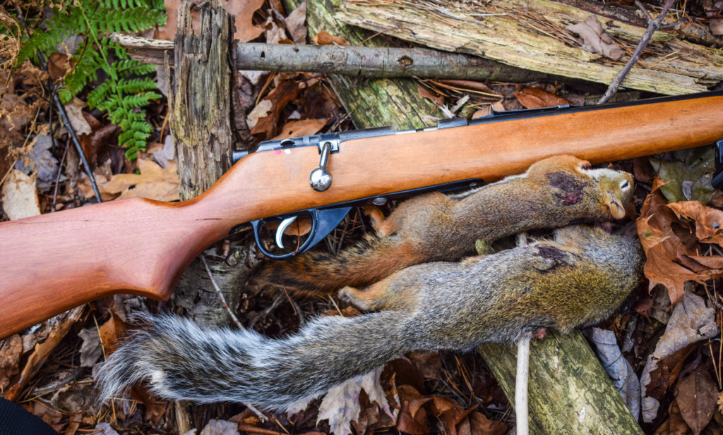 Varmint Laying Next to Rifle